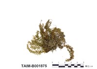 藏品(波葉提燈苔)的圖片